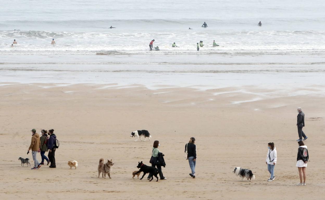 Un grupo de personas pasea con sus perros en la playa gijonesa de San Lorenzo 