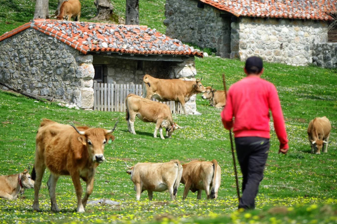 Como suele ser habitual todos los años el 25 de abril el ganado mayor regresa a la libertad de la Montaña de Covadonga. La tradición no entiende de confinamientos ni de pandemias, solo de los ritmos que marca la naturaleza.