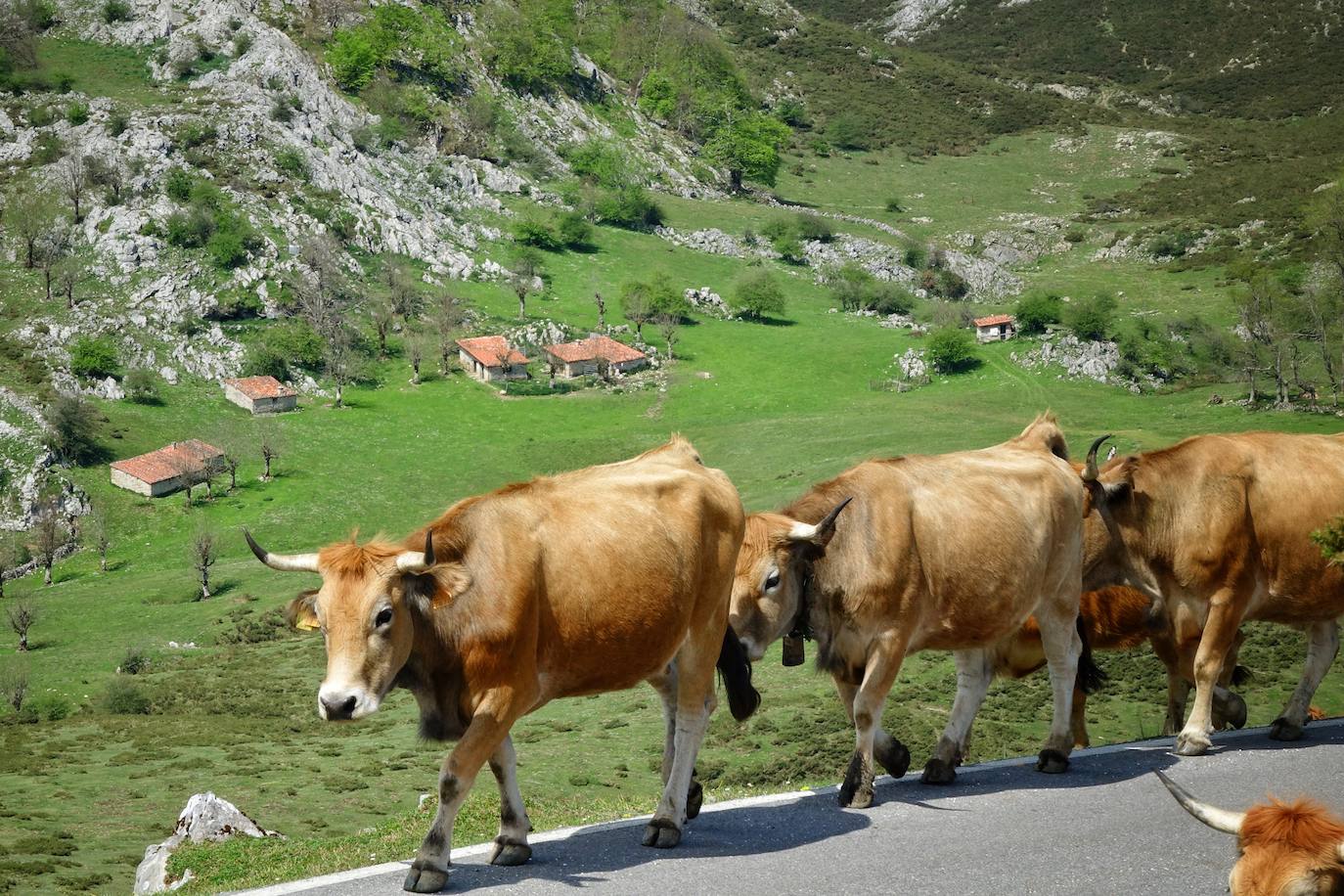 Como suele ser habitual todos los años el 25 de abril el ganado mayor regresa a la libertad de la Montaña de Covadonga. La tradición no entiende de confinamientos ni de pandemias, solo de los ritmos que marca la naturaleza.