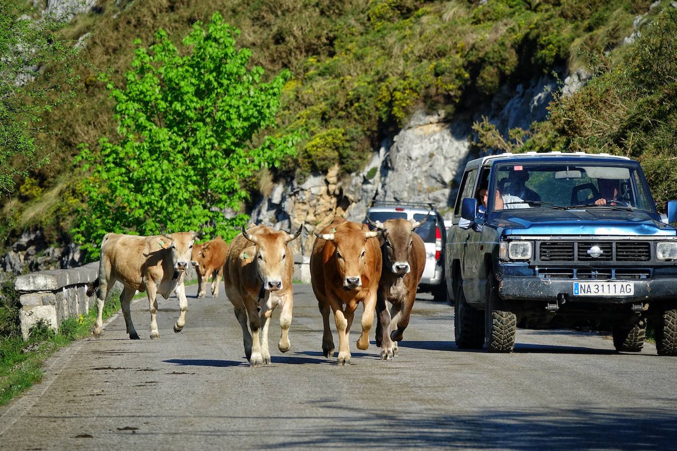 Como suele ser habitual todos los años el 25 de abril el ganado mayor regresa a la libertad de la Montaña de Covadonga. La tradición no entiende de confinamientos ni de pandemias, solo de los ritmos que marca la naturaleza.