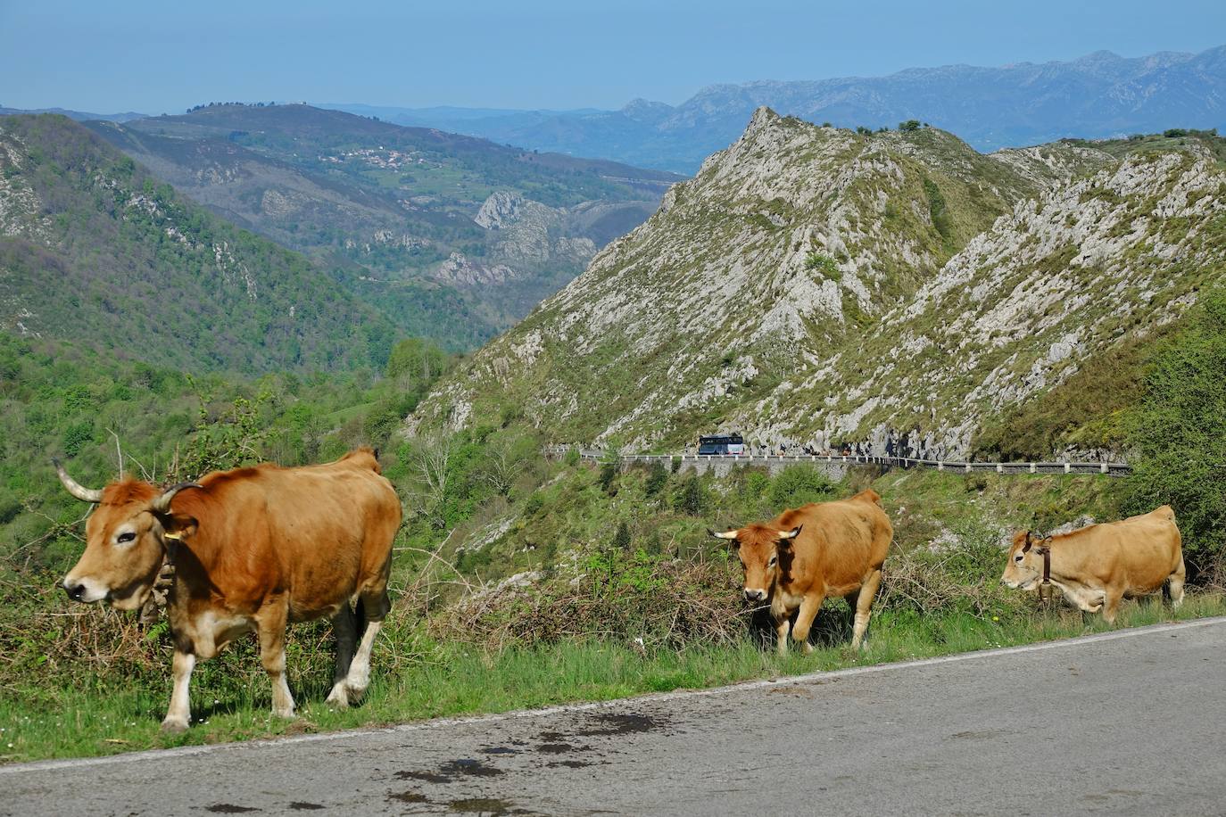 Como suele ser habitual todos los años el 25 de abril el ganado mayor regresa a la libertad de la Montaña de Covadonga. La tradición no entiende de confinamientos ni de pandemias, solo de los ritmos que marca la naturaleza.