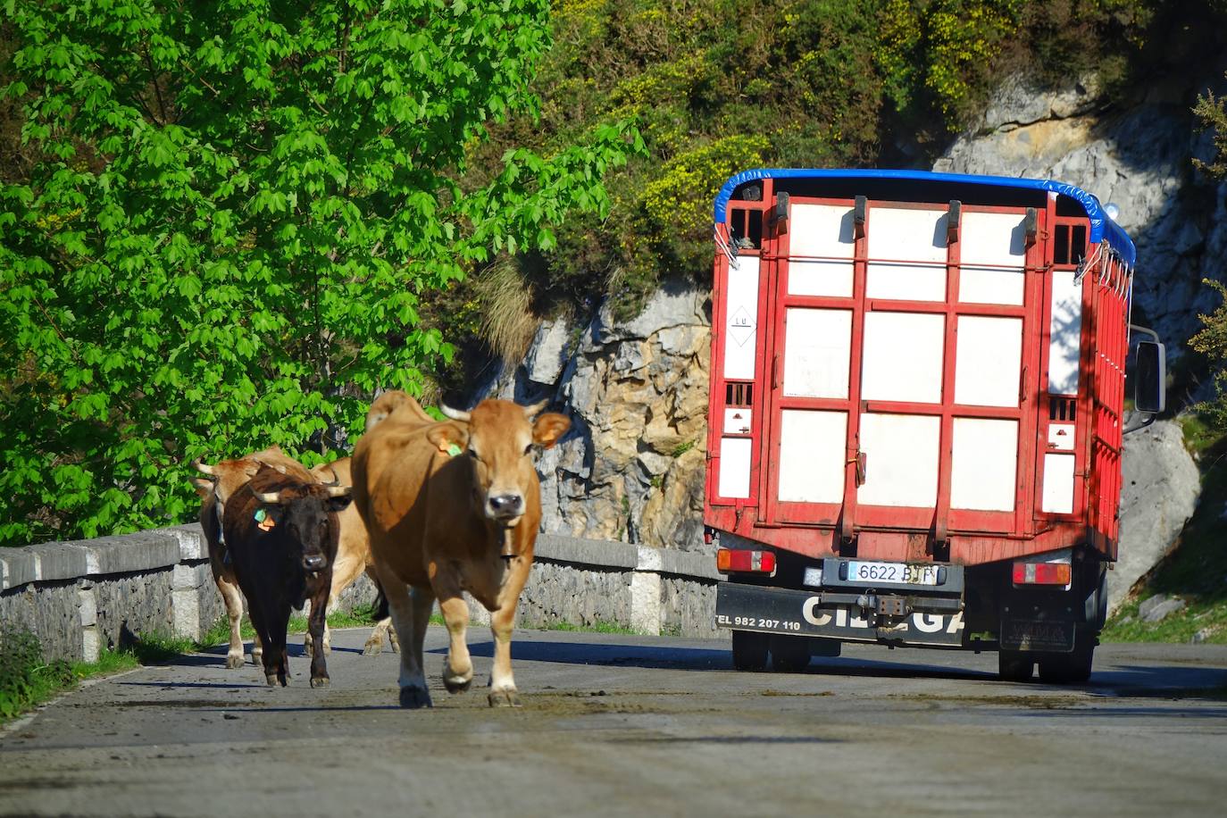 Como suele ser habitual todos los años el 25 de abril el ganado mayor regresa a la libertad de la Montaña de Covadonga. La tradición no entiende de confinamientos ni de pandemias, solo de los ritmos que marca la naturaleza.