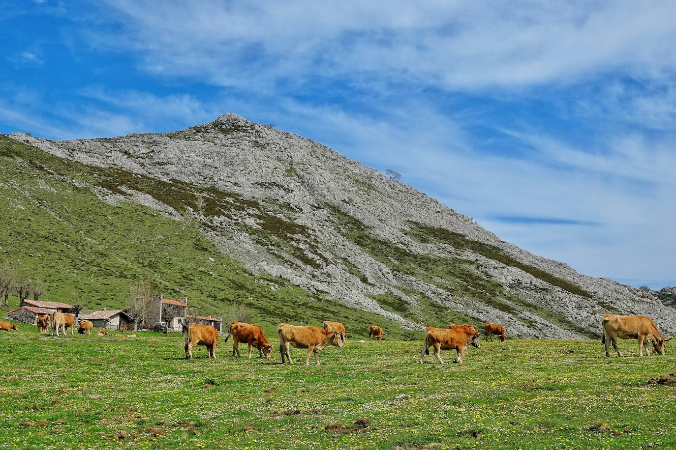 Como suele ser habitual todos los años el 25 de abril el ganado mayor regresa a la libertad de la Montaña de Covadonga. La tradición no entiende de confinamientos ni de pandemias, solo de los ritmos que marca la naturaleza.