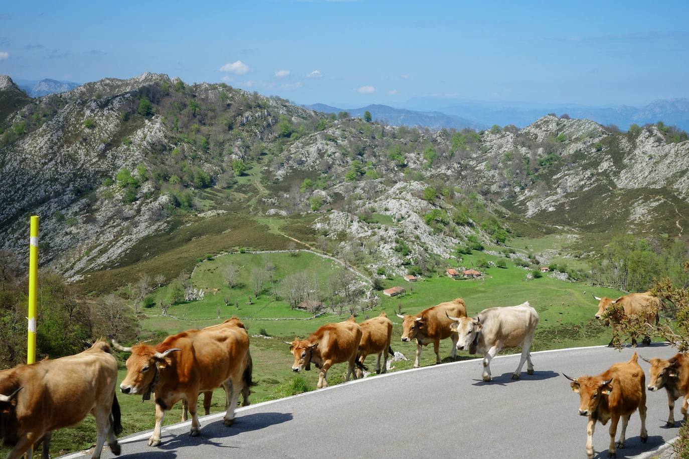 Como suele ser habitual todos los años el 25 de abril el ganado mayor regresa a la libertad de la Montaña de Covadonga. La tradición no entiende de confinamientos ni de pandemias, solo de los ritmos que marca la naturaleza.