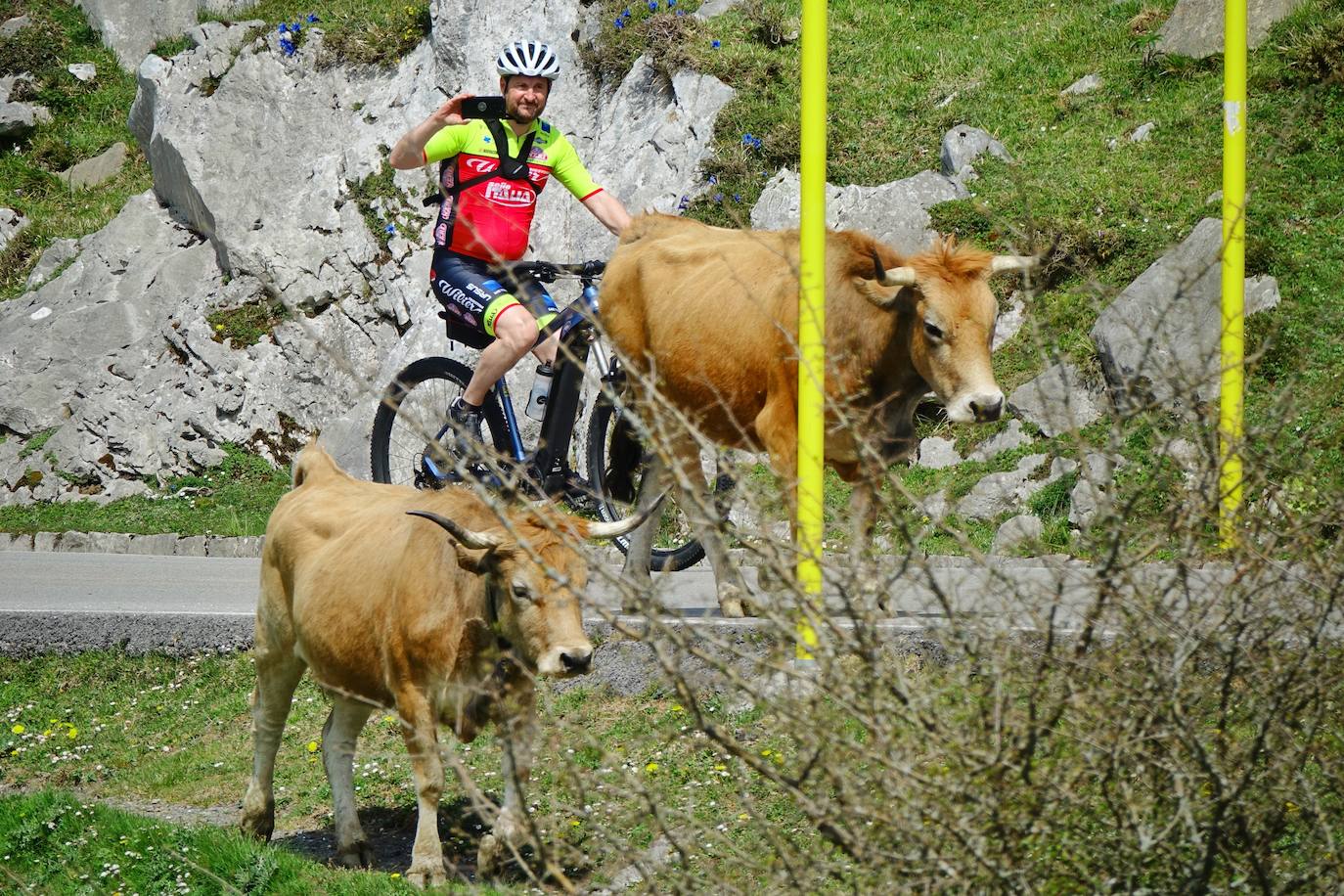 Como suele ser habitual todos los años el 25 de abril el ganado mayor regresa a la libertad de la Montaña de Covadonga. La tradición no entiende de confinamientos ni de pandemias, solo de los ritmos que marca la naturaleza.