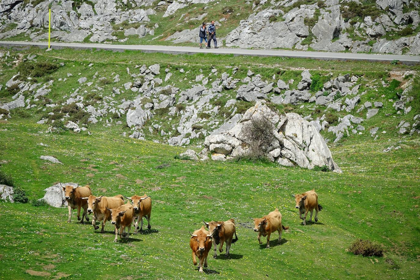 Como suele ser habitual todos los años el 25 de abril el ganado mayor regresa a la libertad de la Montaña de Covadonga. La tradición no entiende de confinamientos ni de pandemias, solo de los ritmos que marca la naturaleza.