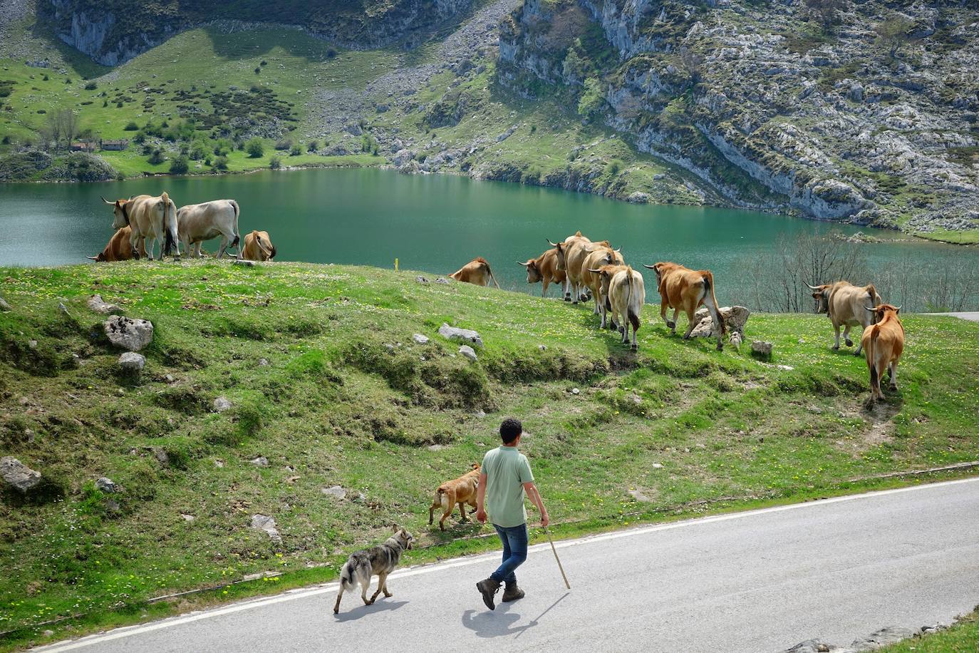 Como suele ser habitual todos los años el 25 de abril el ganado mayor regresa a la libertad de la Montaña de Covadonga. La tradición no entiende de confinamientos ni de pandemias, solo de los ritmos que marca la naturaleza.