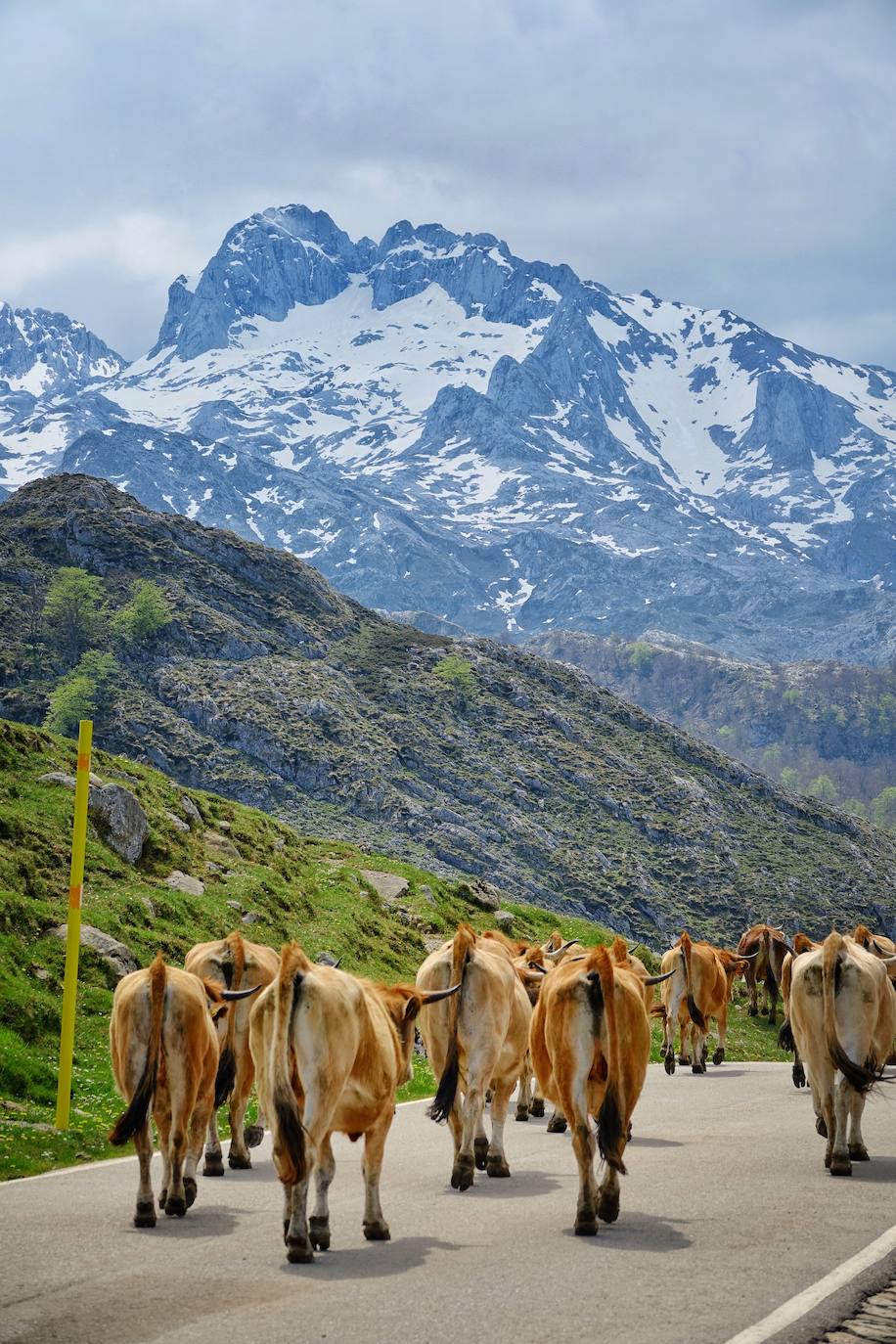 Como suele ser habitual todos los años el 25 de abril el ganado mayor regresa a la libertad de la Montaña de Covadonga. La tradición no entiende de confinamientos ni de pandemias, solo de los ritmos que marca la naturaleza.