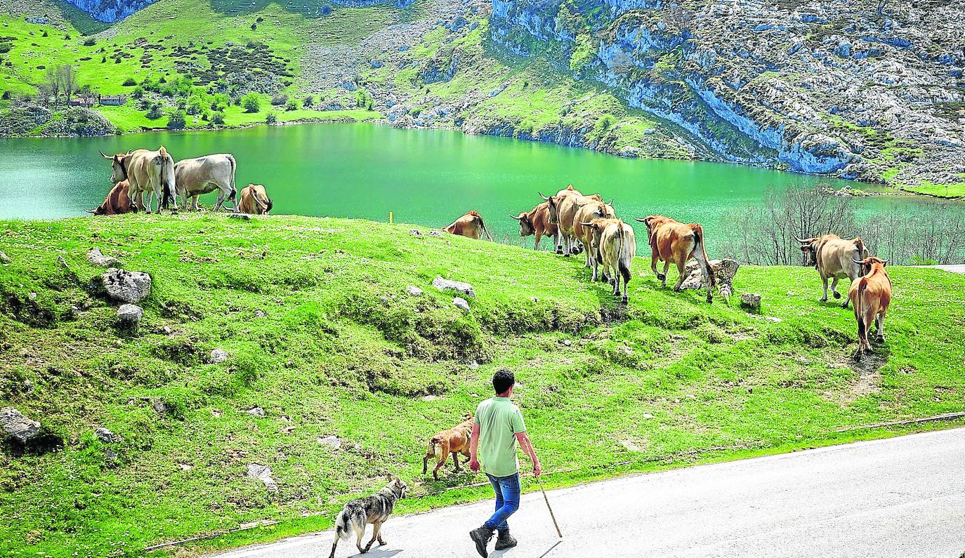 Alejandro Allende, de la localidad canguesa de Santianes de Ola, conduce a sus novillas por la Montaña de Covadonga.