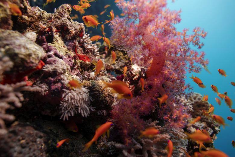 El cambio climático está causando el calentamiento de los océanos, la acidificación del medio ambiente marino y alteraciones en la pluviosidad, generando grandes pérdidas en la biodiversidad marina. Los investigadores se sumergen para la realización de análisis de corrientes y arrecifes.