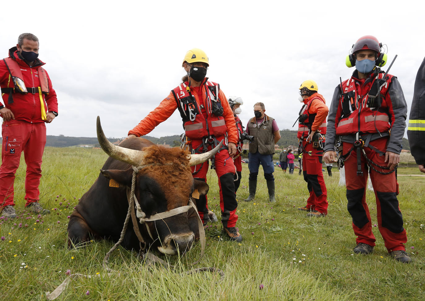 El helicóptero del Servicio de Emergencias del Principado rescató este miércoles a un toro de más de 800 kilos de peso, de nombre 'Bolero' tras precipietarse por un acantilado en Gozón.