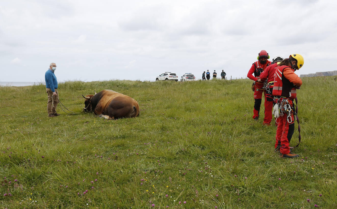 El helicóptero del Servicio de Emergencias del Principado rescató este miércoles a un toro de más de 800 kilos de peso, de nombre 'Bolero' tras precipietarse por un acantilado en Gozón.