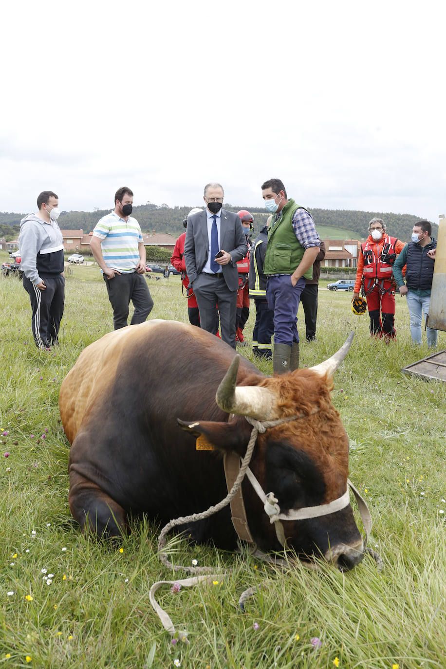 El helicóptero del Servicio de Emergencias del Principado rescató este miércoles a un toro de más de 800 kilos de peso, de nombre 'Bolero' tras precipietarse por un acantilado en Gozón.