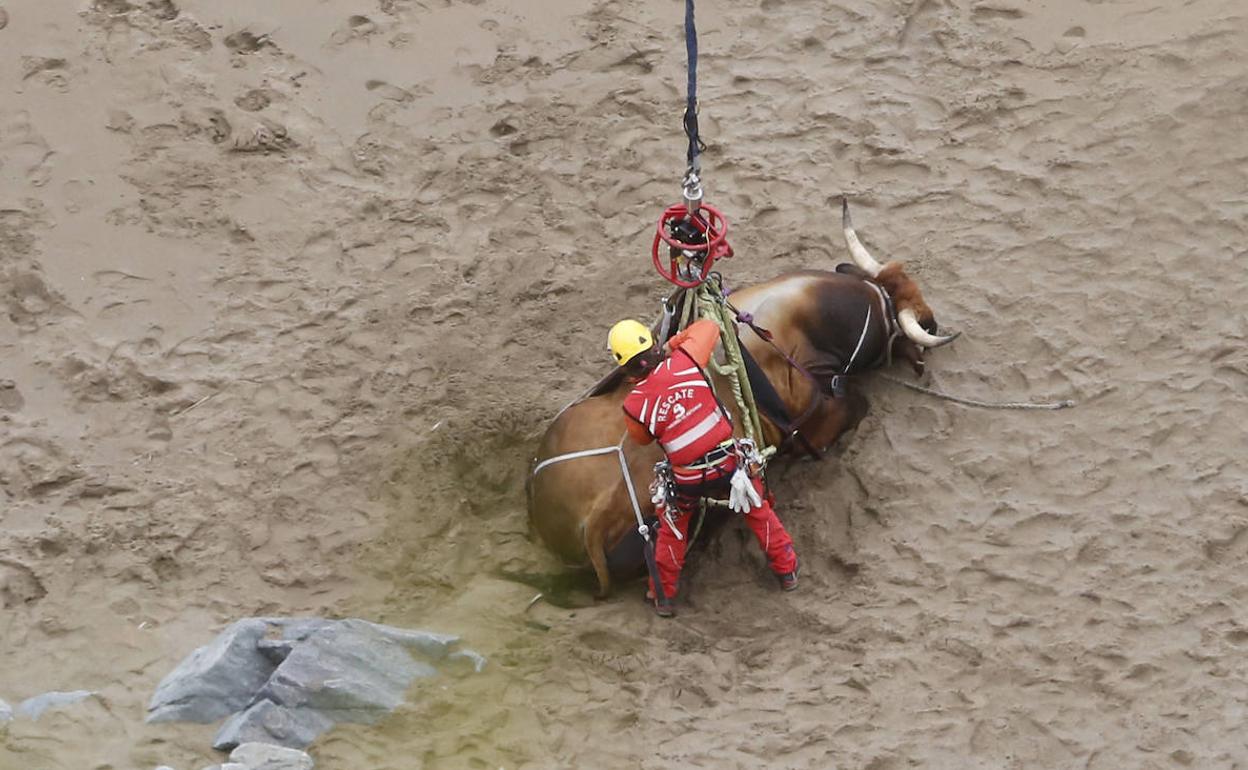 El rescate de un toro en un acantilado de Gozón. 