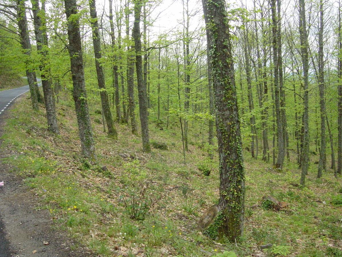 Bosques del Ambroz (Cáceres): Los impresionantes bosques de castaños, robles, alisos, chopos, olivos, encinas y alcornoques, junto con sus diferentes tonalidades tiñen cada rincón de los Bosques del Ambroz, situados en el norte de la provincia de Cáceres. Un lugar casi mágico por el que transcurre la emblemática ruta de los Bosques del Ambroz, también conocida como ruta del Otoño Mágico. Un auténtico espectáculo de la naturaleza ubicado en las faldas de las montañas de Gredos