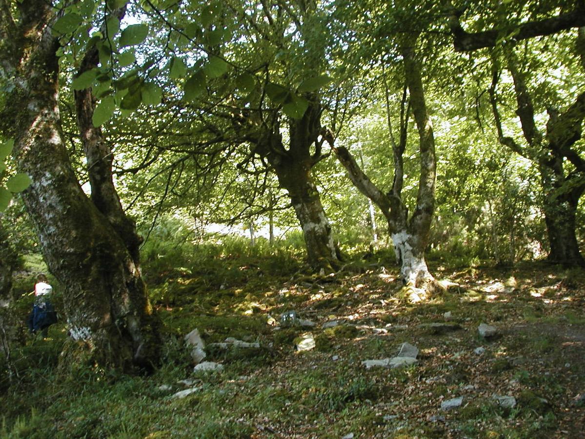 Bosque de Mual (Asturias): El Bosque de Mual está a las puertas del Bosque de Muniellos y conforma una de las masas forestales más impresionantes del suroccidente asturiano. Un lugar ideal para conocer a través de la ruta de senderismo que lo recorre y que parte desde el bonito pueblo cangués de Mual. En el interior de este bosque no faltarán las corripas, los cortinos, los tramos a la orilla del río Muniellos, las hayas, los castaños y los robles. 