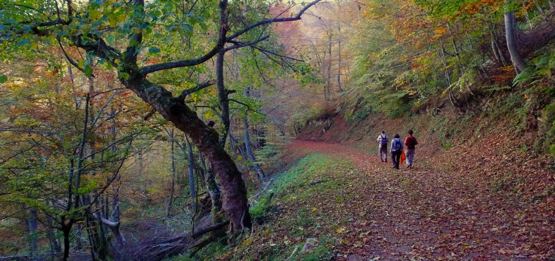 Hayedo de Montegrande (Asturias): En el hayedo de Montegrande encontrarás uno de los conjuntos más impresionantes de hayas y robles, ubicado en tierras teverganas, entre brañas y montañas y dentro del Parque Natural de Las Ubiñas-La Mesa. Un hayedo que sobre todo en otoño encontrarás repleto de colores y que es muy agradable de andar ya que no cuenta casi con desnivel.