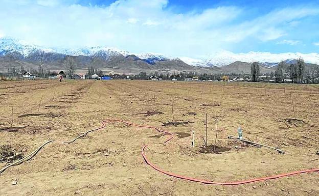 Los plantones de manzano asturiano, en un campo kirghí