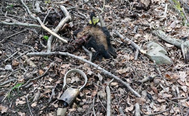 Galería. Una osa y sus crías atacan un núcleo zoológico en Quirós