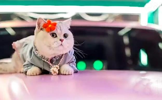 Glamour felino: 'Mao Mao', el gato que cobra entre 600 y 1.200 euros por sesión