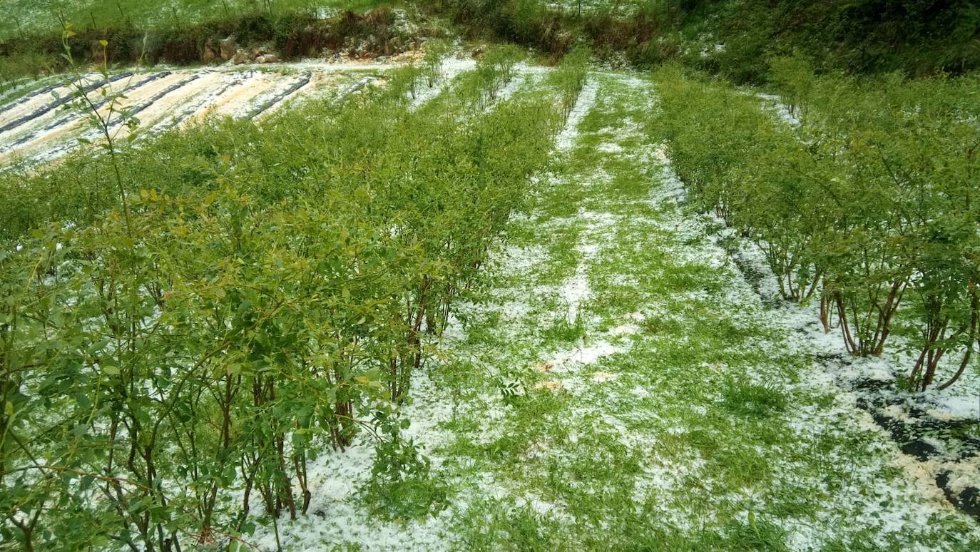 Las espectaculares tormentas de este lunes han descargado granizo en algunas zonas del centro asturiano. En Nava, por ejemplo, la granizada ha arruinado la mayor parte de la cosecha de arándanos. 