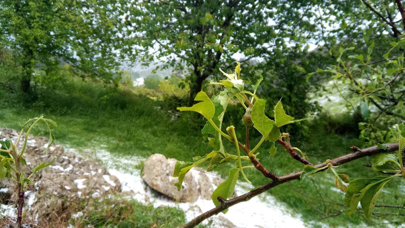 Las espectaculares tormentas de este lunes han descargado granizo en algunas zonas del centro asturiano. En Nava, por ejemplo, la granizada ha arruinado la mayor parte de la cosecha de arándanos. 