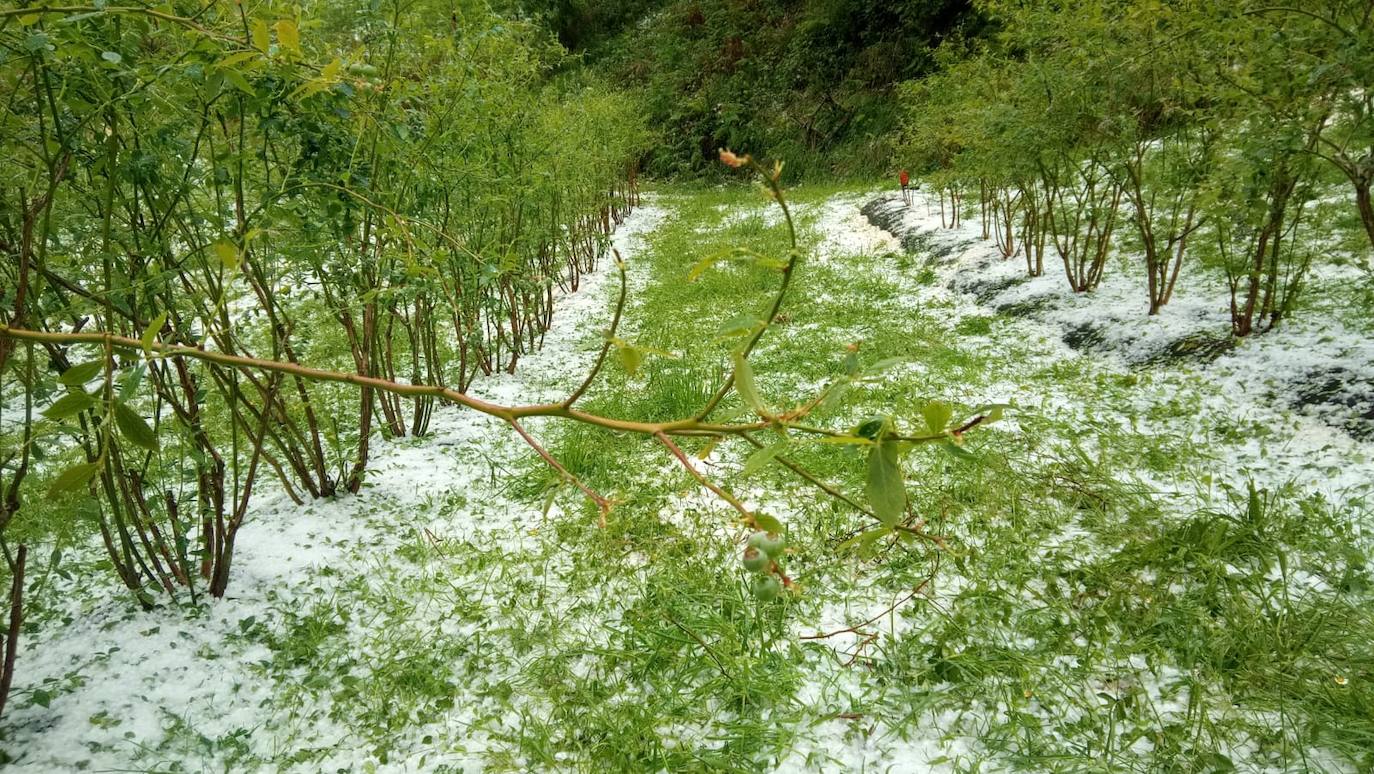 Las espectaculares tormentas de este lunes han descargado granizo en algunas zonas del centro asturiano. En Nava, por ejemplo, la granizada ha arruinado la mayor parte de la cosecha de arándanos. 