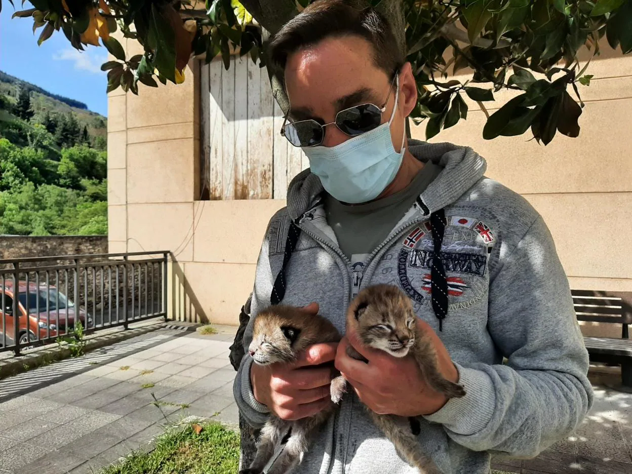 Luis Freijanes muestra a dos de los tres cachorros de lince boreal. 