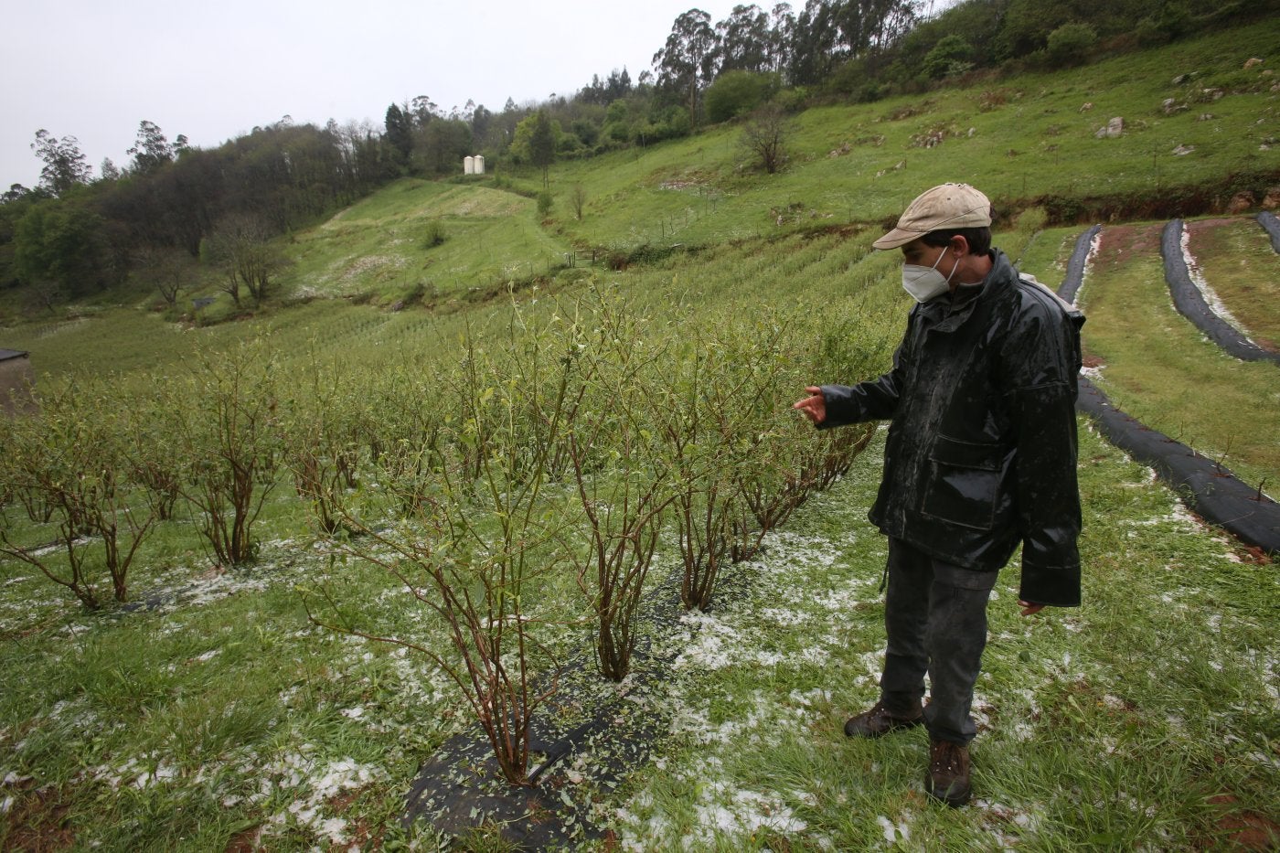 Rodrigo Llera ha perdido el 95% de los 8.000 arándanos que tenía cultivados en Viobes, en Nava. 