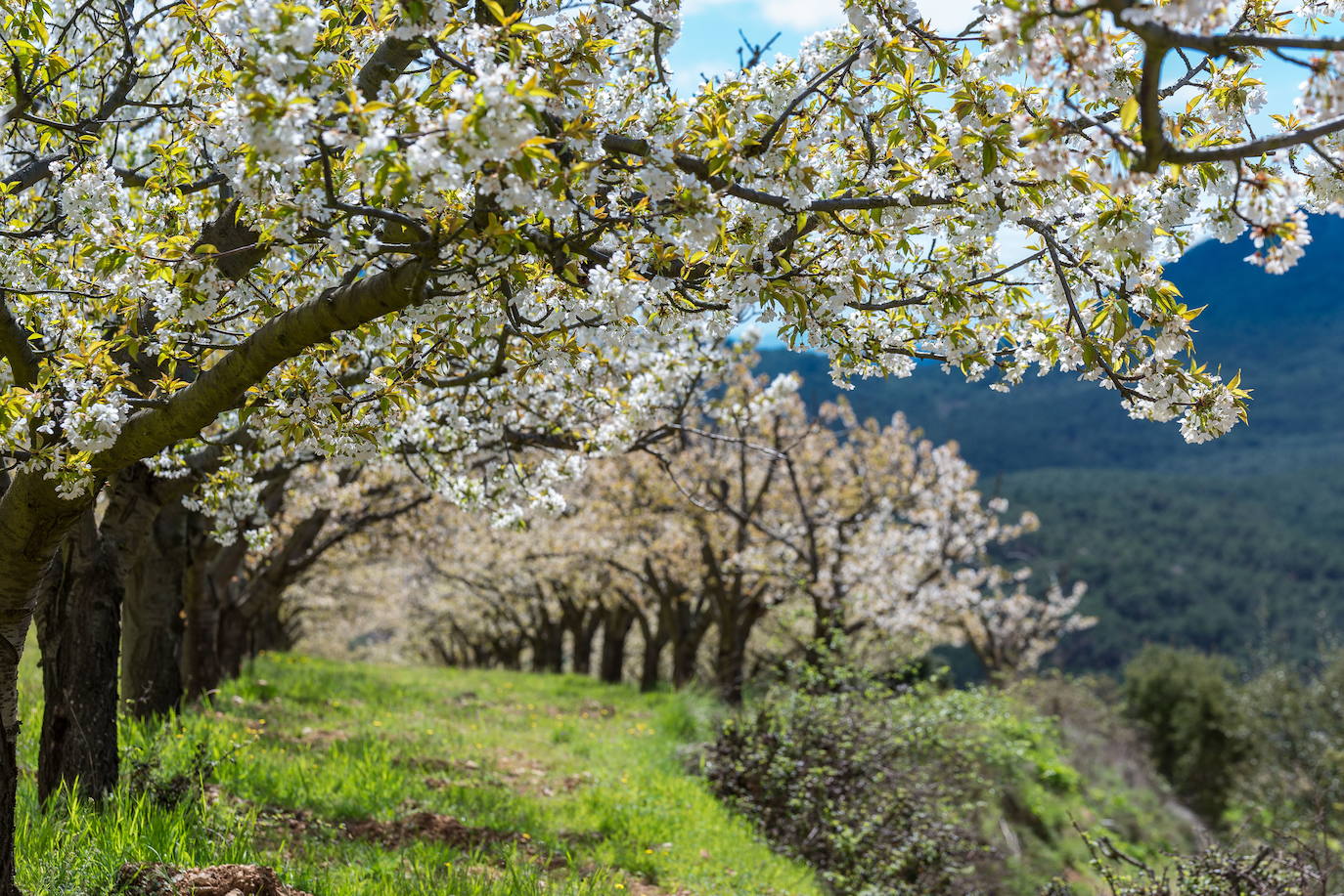 Los cerezos del Valle del Jerte en Extremadura