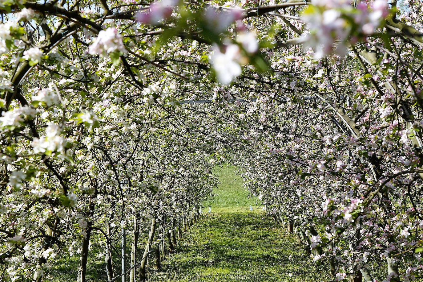 Durante la primavera la naturaleza despierta y las flores explotan para llenar de mil colores valles, jardines, bosques... Muchos lugares de nuestra geografía se convierten en milagros paisajísticos y comienzan a brillar en todo su esplendor en esta época. Los manzanos de la Comarca de la Sidra en Asturias 