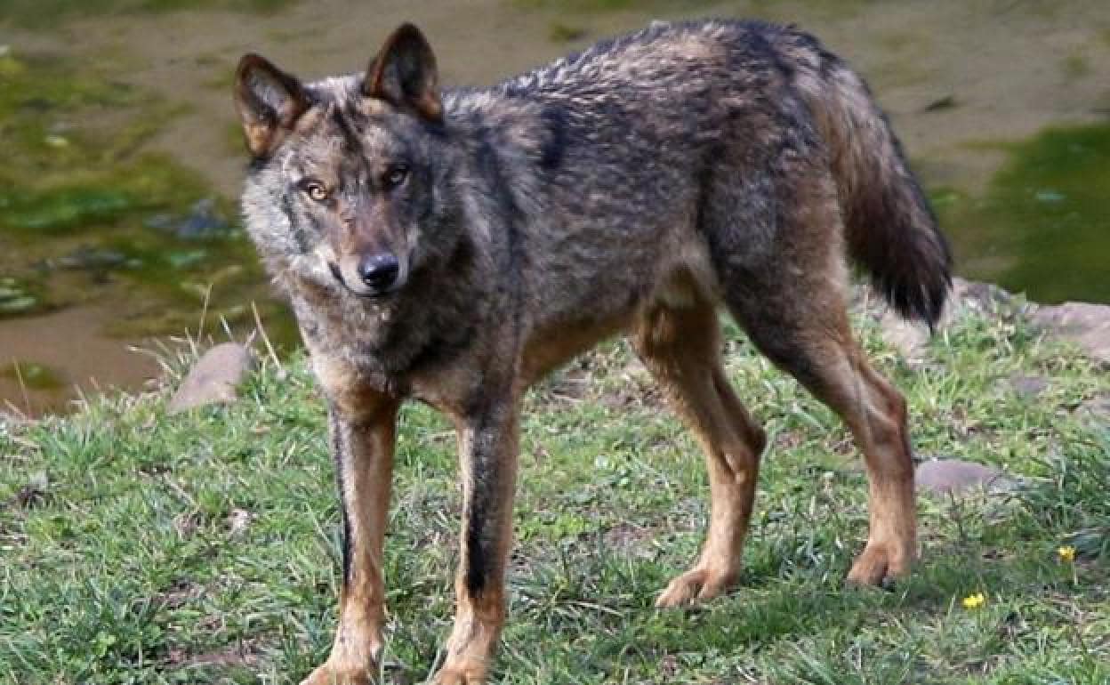 En lo que va de año hemos perdido por culpa del lobo unos 87 animales en el  monte Llosorio» | El Comercio: Diario de Asturias