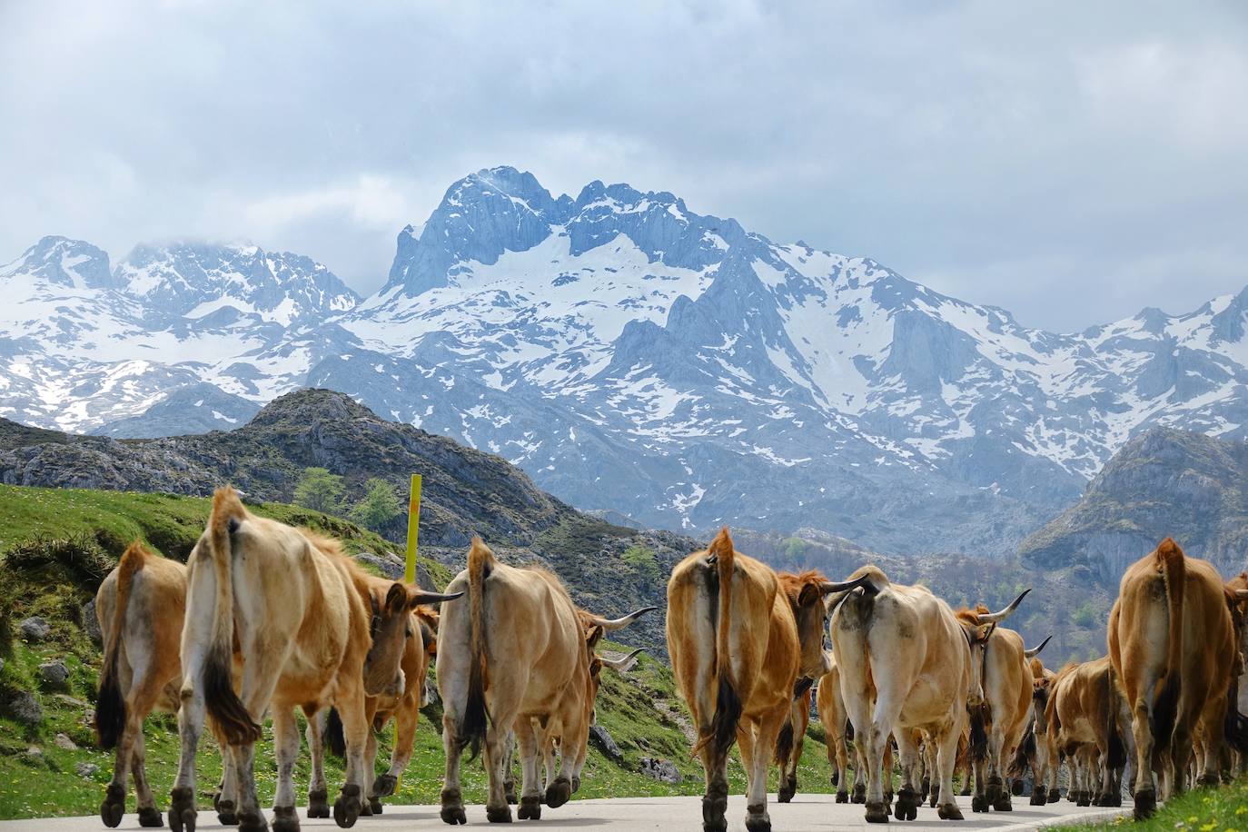 El Parque Nacional de los Picos de Europa cuenta con las cumbres más altas de la Cordillera Cantábrica, lo que indudablemente le da un enorme atractivo paisajístico, turístico y deportivo. Es el tercer Parque Nacional más visitado de España, con casi dos millones de visitantes anuales y fue declarado Reserva de la Biosfera en 2003. 