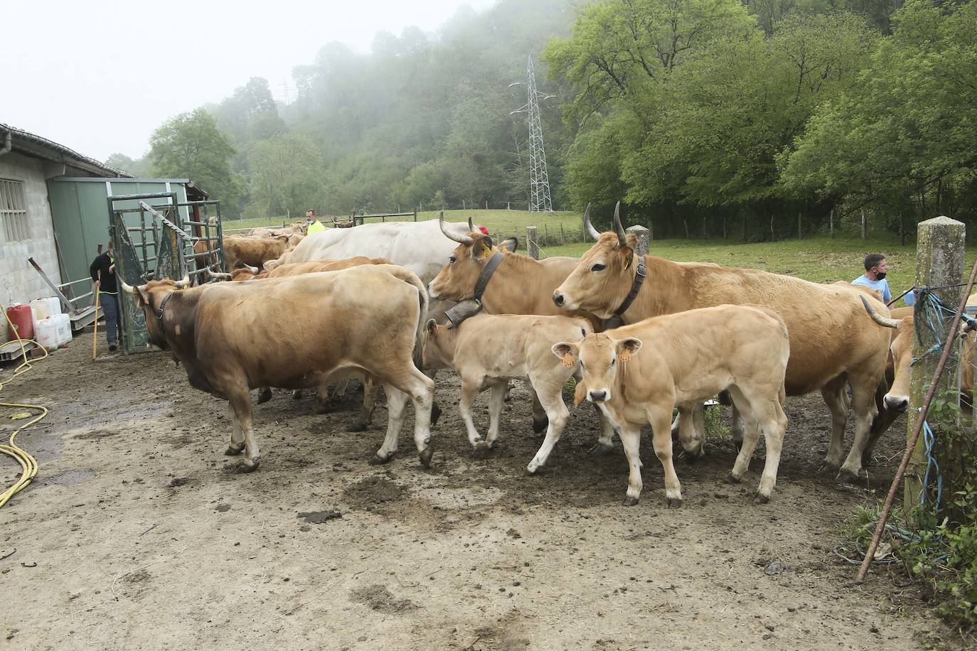 Más de ochenta vacas han ocupado las calles de San Julián, en Bimenes. Las reses han sido dirigidas por más de una decena de pastores hasta los pastos del monte de Peñamayor 