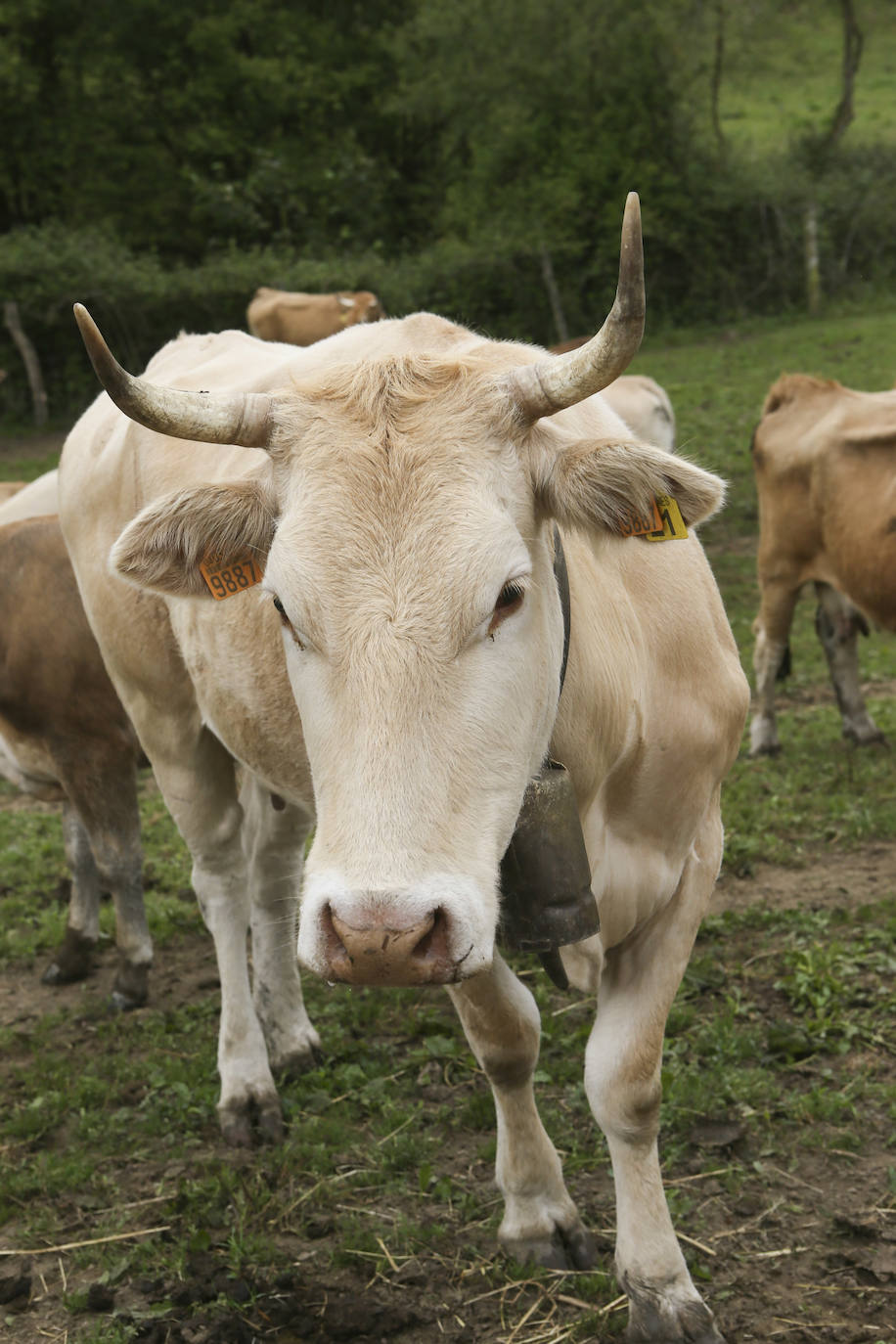 Más de ochenta vacas han ocupado las calles de San Julián, en Bimenes. Las reses han sido dirigidas por más de una decena de pastores hasta los pastos del monte de Peñamayor 