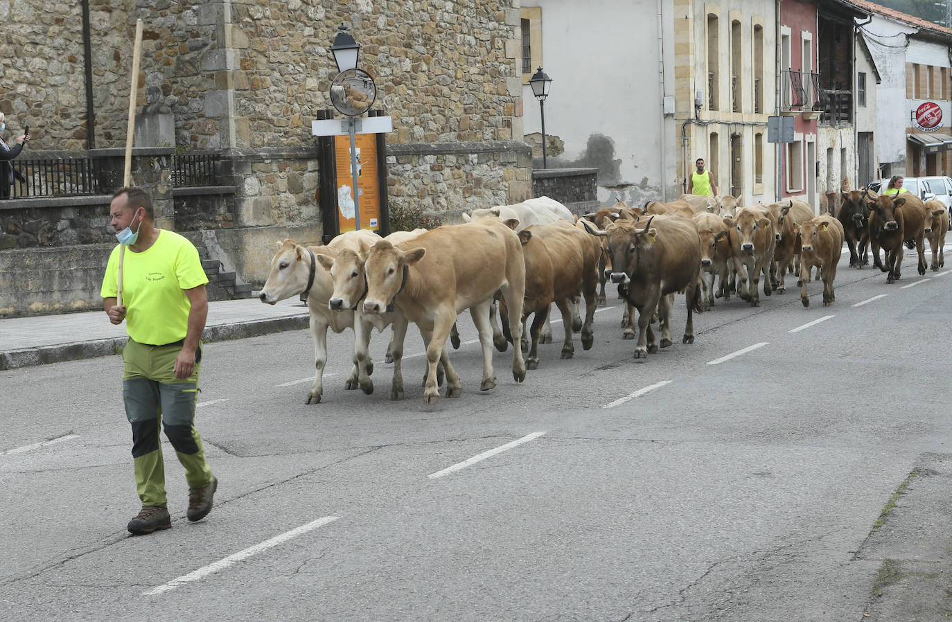 Más de ochenta vacas han ocupado las calles de San Julián, en Bimenes. Las reses han sido dirigidas por más de una decena de pastores hasta los pastos del monte de Peñamayor 