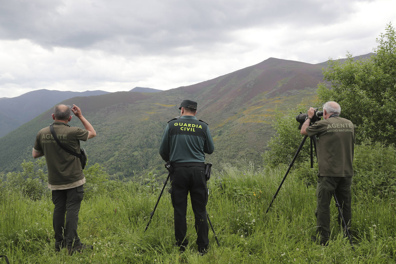 El guarda mayor de la Patrulla Oso del Principado, Miguel Fernández Otero, acompañado por efectivos del Seprona de la Guardia Civil, mantienen activo un dispositivo que vigila los bosques próximos a Sonande, donde tuvo lugar el incidente. El objetivo es «comprobar que nada se salga de lo normal, asegurarnos que no es un oso agresivo y problemático», indican.
