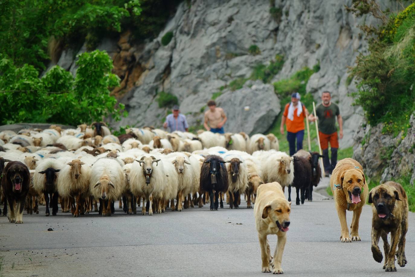 Como cada 1 de junio, los pastores ponen rumbo a los pastos de montaña, donde permanecerán hasta el otoño cuidando de sus animales y elaborando queso.
