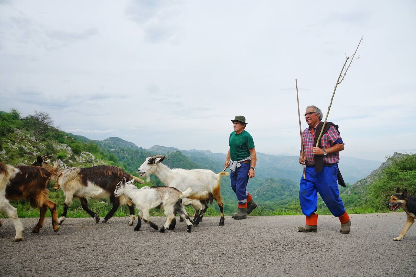 Como cada 1 de junio, los pastores ponen rumbo a los pastos de montaña, donde permanecerán hasta el otoño cuidando de sus animales y elaborando queso.