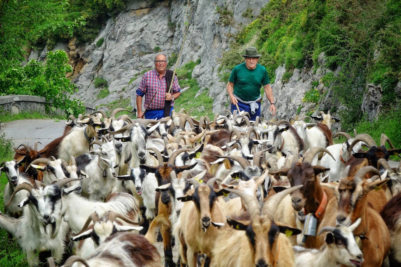 Como cada 1 de junio, los pastores ponen rumbo a los pastos de montaña, donde permanecerán hasta el otoño cuidando de sus animales y elaborando queso.