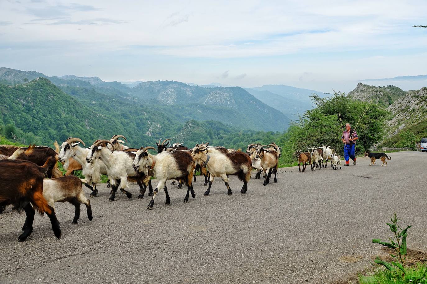 Como cada 1 de junio, los pastores ponen rumbo a los pastos de montaña, donde permanecerán hasta el otoño cuidando de sus animales y elaborando queso.