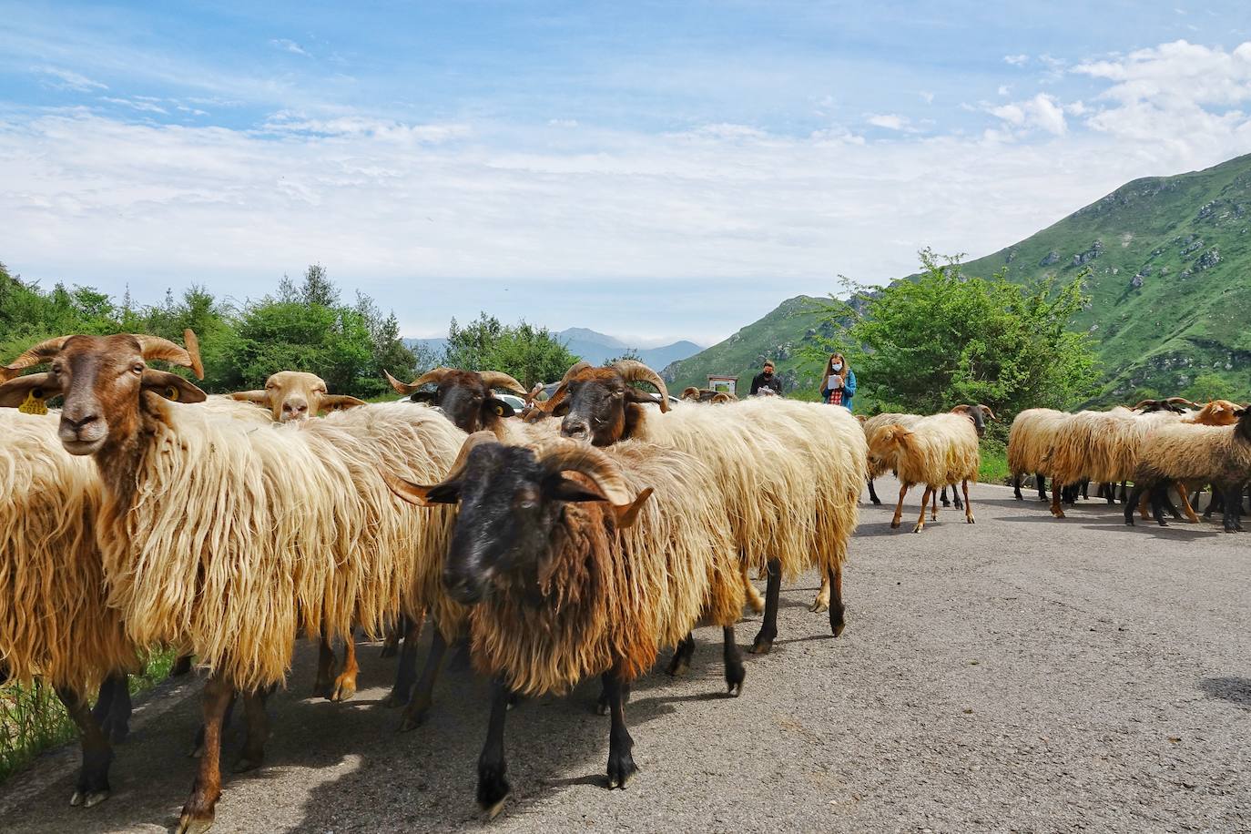 Como cada 1 de junio, los pastores ponen rumbo a los pastos de montaña, donde permanecerán hasta el otoño cuidando de sus animales y elaborando queso.
