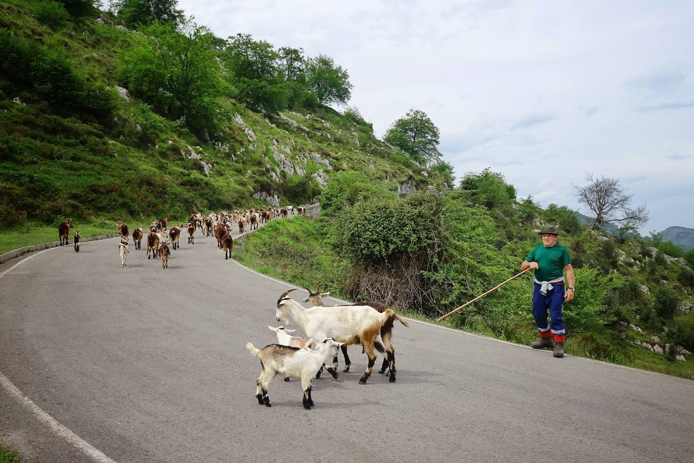Como cada 1 de junio, los pastores ponen rumbo a los pastos de montaña, donde permanecerán hasta el otoño cuidando de sus animales y elaborando queso.