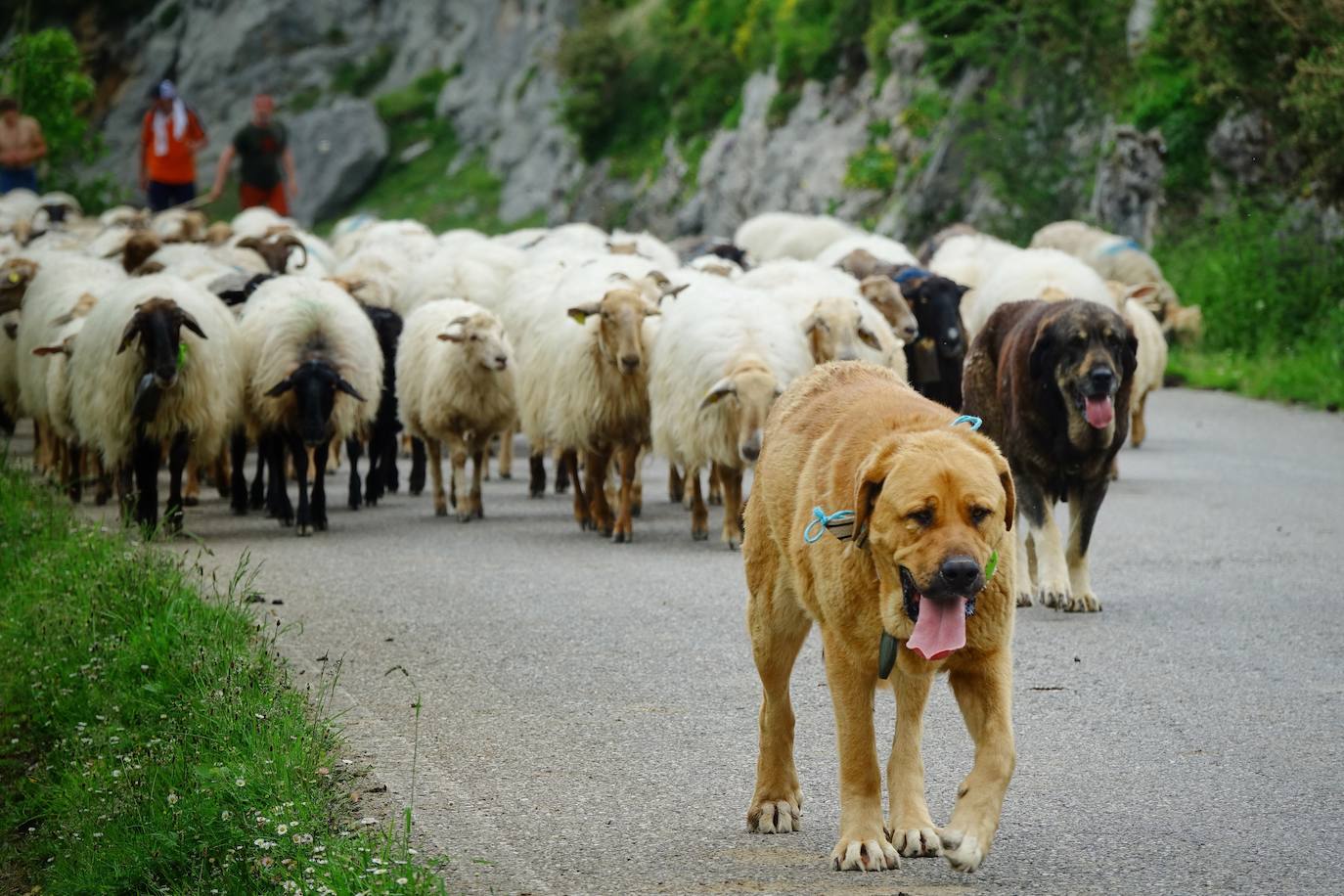 Como cada 1 de junio, los pastores ponen rumbo a los pastos de montaña, donde permanecerán hasta el otoño cuidando de sus animales y elaborando queso.