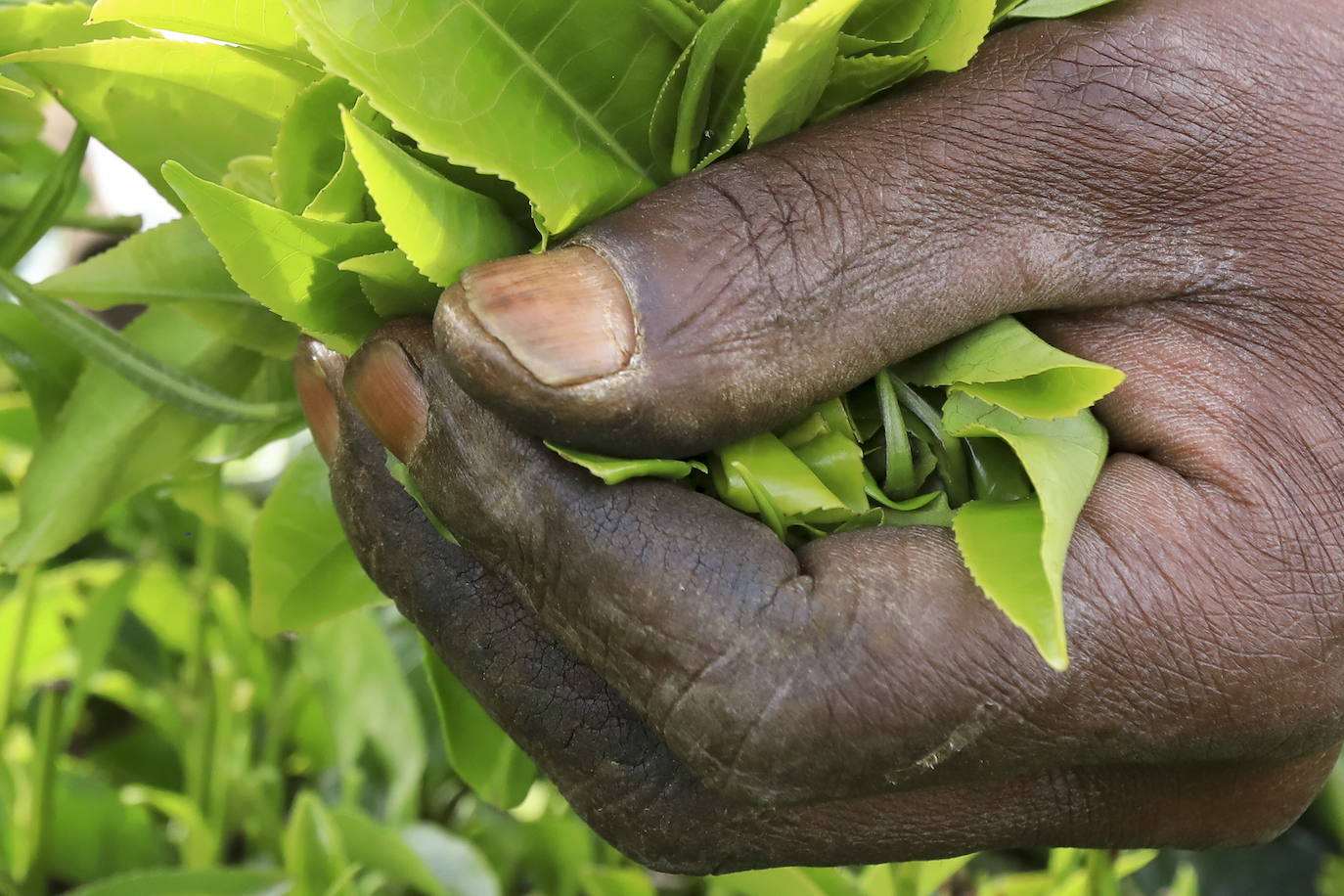 Varias personas recogen hojas de té en una granja para llevarlas a un centro de recolección, en Nyeri (Kenia). Según el Ministerio de Agricultura de Kenia, a pesar de la pandemia, la exportación de té keniano para 2020 aumentó en un 4 por ciento a 518 millones de kilogramos, frente a los 496 millones de kilogramos registrados en 2019