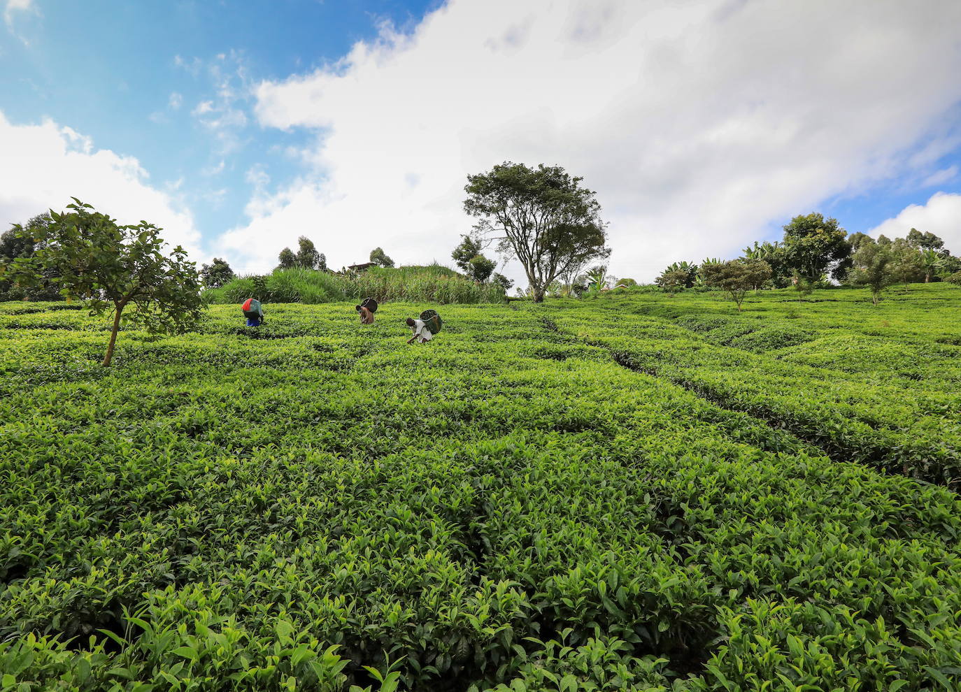 Varias personas recogen hojas de té en una granja para llevarlas a un centro de recolección, en Nyeri (Kenia). Según el Ministerio de Agricultura de Kenia, a pesar de la pandemia, la exportación de té keniano para 2020 aumentó en un 4 por ciento a 518 millones de kilogramos, frente a los 496 millones de kilogramos registrados en 2019