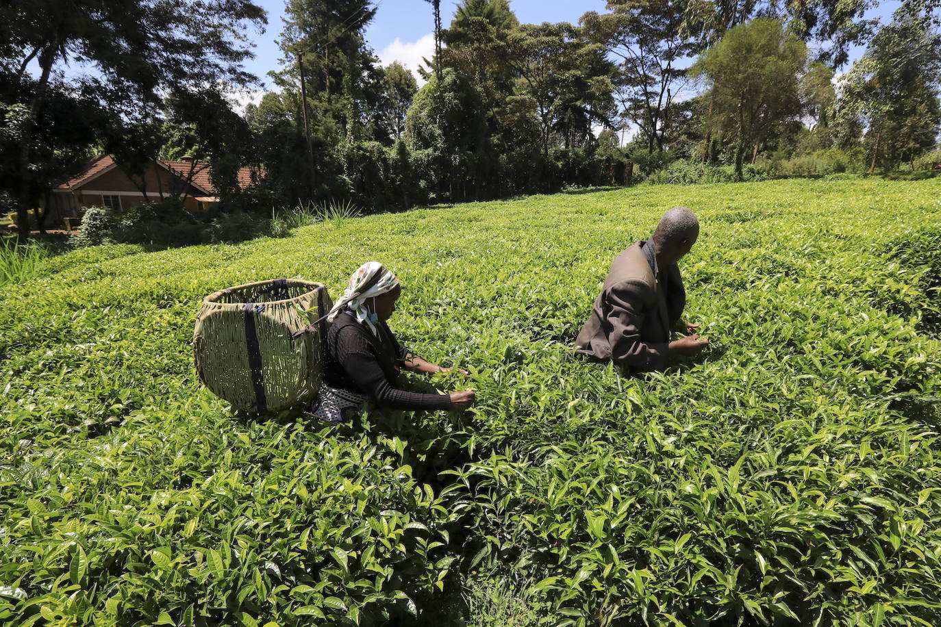 Varias personas recogen hojas de té en una granja para llevarlas a un centro de recolección, en Nyeri (Kenia). Según el Ministerio de Agricultura de Kenia, a pesar de la pandemia, la exportación de té keniano para 2020 aumentó en un 4 por ciento a 518 millones de kilogramos, frente a los 496 millones de kilogramos registrados en 2019