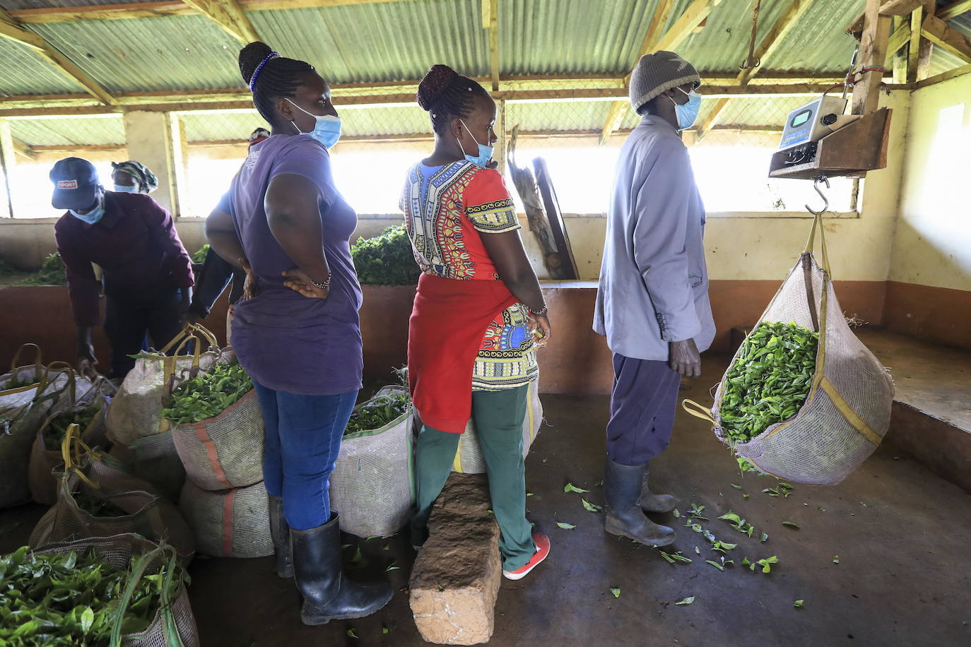 Varias personas recogen hojas de té en una granja para llevarlas a un centro de recolección, en Nyeri (Kenia). Según el Ministerio de Agricultura de Kenia, a pesar de la pandemia, la exportación de té keniano para 2020 aumentó en un 4 por ciento a 518 millones de kilogramos, frente a los 496 millones de kilogramos registrados en 2019