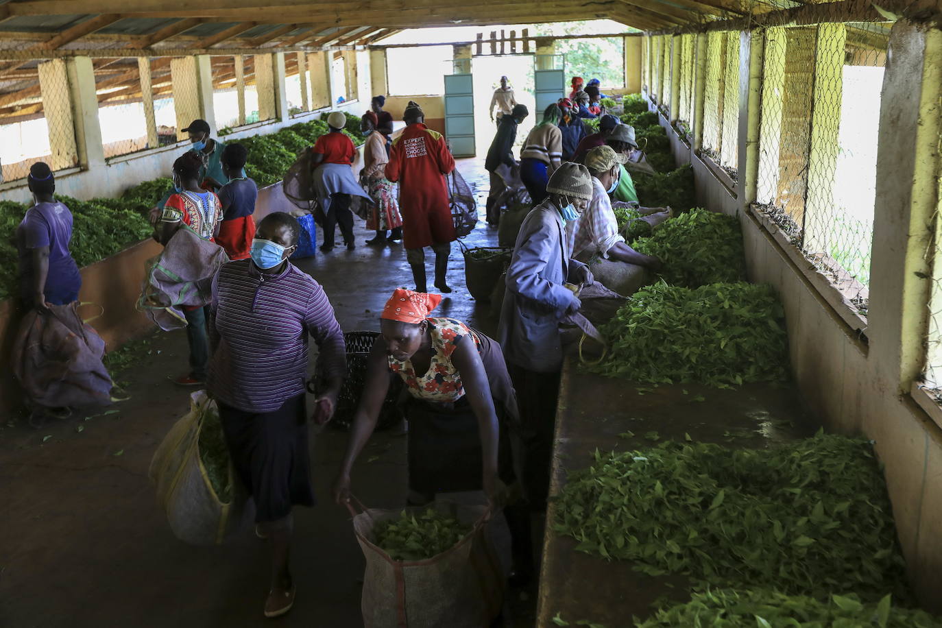 Varias personas recogen hojas de té en una granja para llevarlas a un centro de recolección, en Nyeri (Kenia). Según el Ministerio de Agricultura de Kenia, a pesar de la pandemia, la exportación de té keniano para 2020 aumentó en un 4 por ciento a 518 millones de kilogramos, frente a los 496 millones de kilogramos registrados en 2019