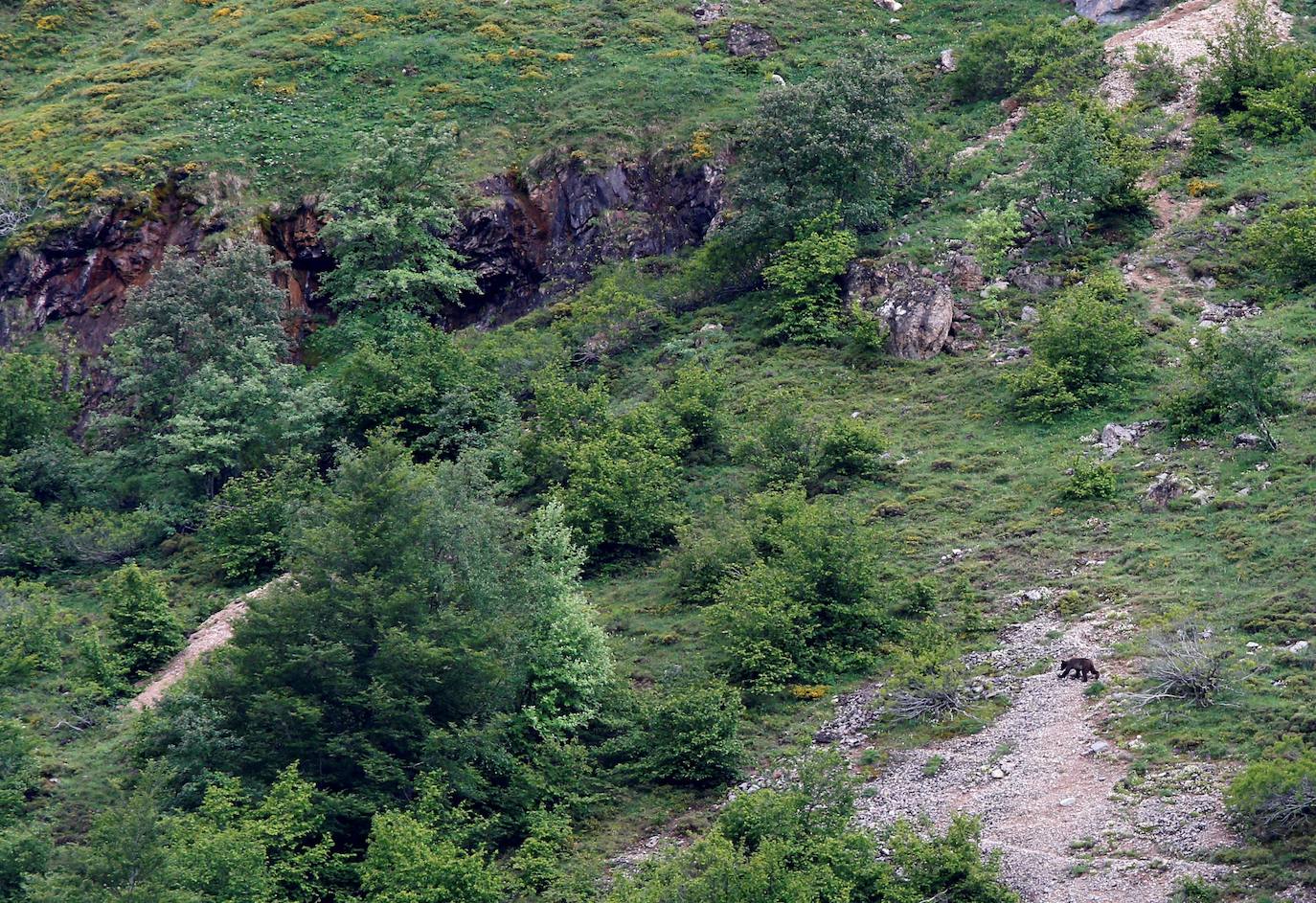 Se cumplen 33 años desde que Somiedo fue declarado Parque Natural en 1988. Se trata de uno de los espacios protegidos mejor conservados y más importantes de Asturias, ya que desde el año 2000 es considerado Reserva de la Biosfera. Un espacio de naturaleza pura en el que sus paisajes, su fauna, su flora, su gastronomía y sus gentes hacen de este rincón un lugar privilegiado.